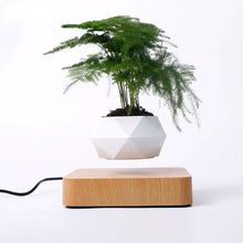 Load image into Gallery viewer, floating plant