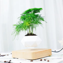 Load image into Gallery viewer, floating plant