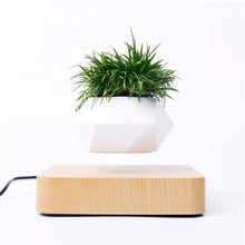 Load image into Gallery viewer, floating plant