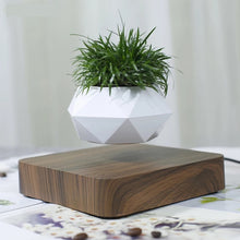 Load image into Gallery viewer, floating plant
